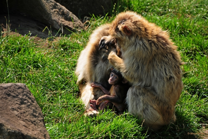 bdDSC_0040.JPG - Dierenrijk juli 2018