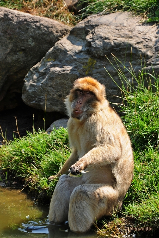 bdDSC_0059.JPG - Dierenrijk juli 2018