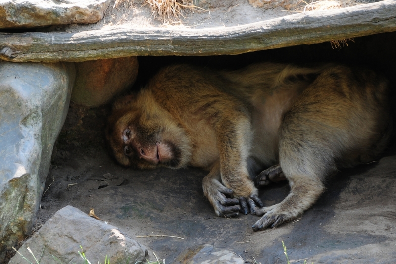 bdDSC_0066.JPG - Dierenrijk juli 2018