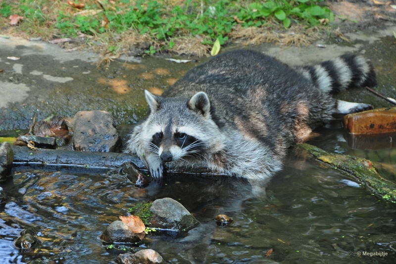 bdDSC_0075.JPG - Dierenrijk juli 2018