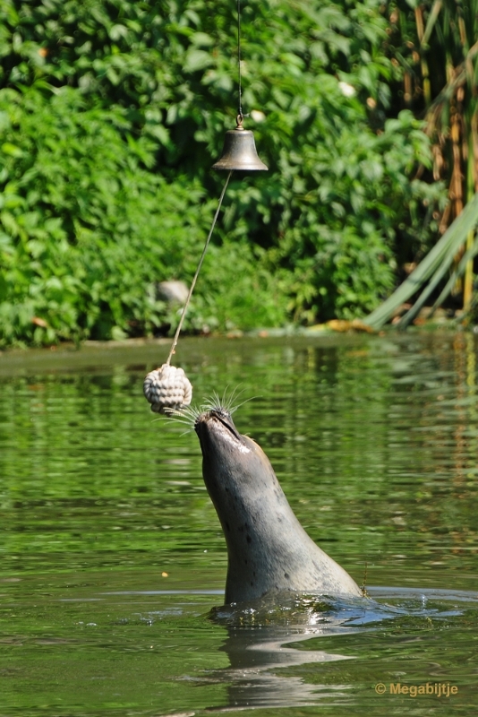 bdDSC_0081.JPG - Dierenrijk juli 2018