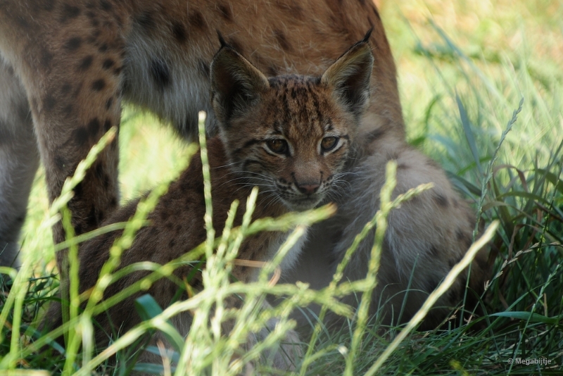 bdDSC_0120.JPG - Dierenrijk juli 2018