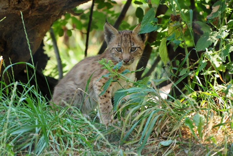 bdDSC_0134.JPG - Dierenrijk juli 2018