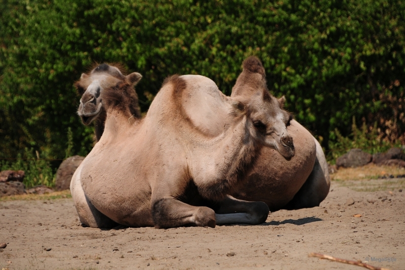 bdDSC_0142.JPG - Dierenrijk juli 2018