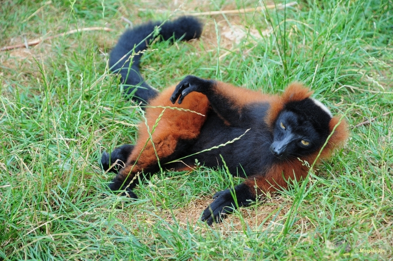 bdDSC_9850.JPG - Dierenrijk juli 2018