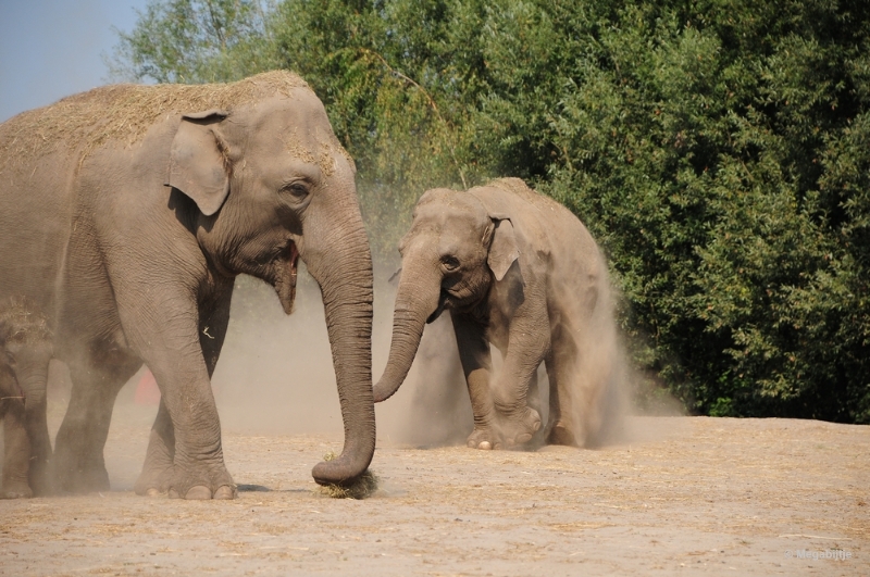 bdDSC_9872.JPG - Dierenrijk juli 2018