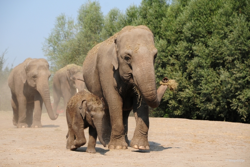 bdDSC_9880.JPG - Dierenrijk juli 2018