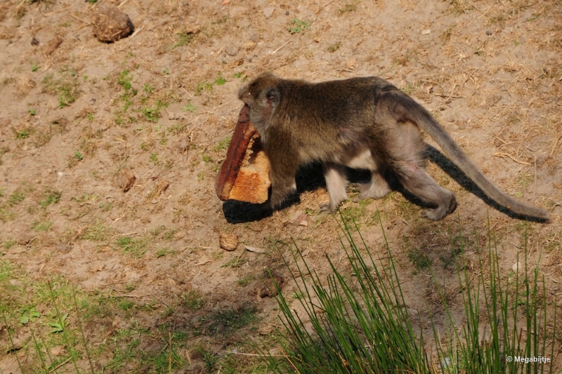 bdDSC_9892.JPG - Dierenrijk juli 2018