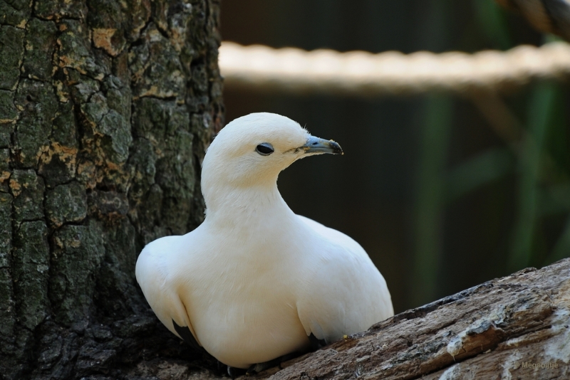 bdDSC_9897.JPG - Dierenrijk juli 2018