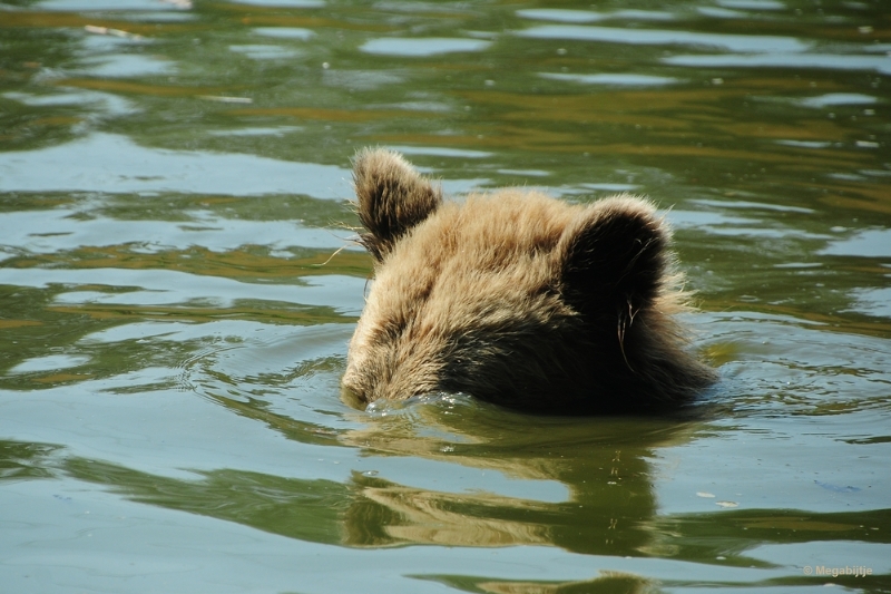 bdDSC_9953.JPG - Dierenrijk juli 2018