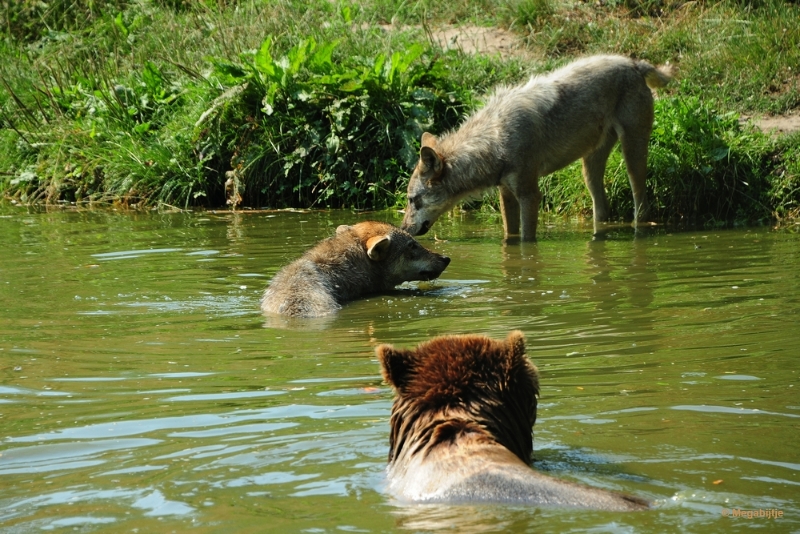 bdDSC_9958.JPG - Dierenrijk juli 2018