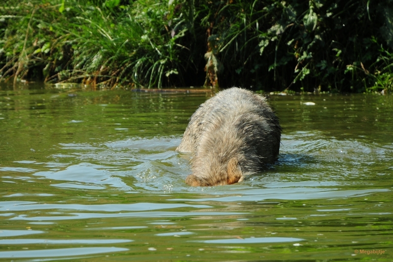 bdDSC_9967.JPG - Dierenrijk juli 2018