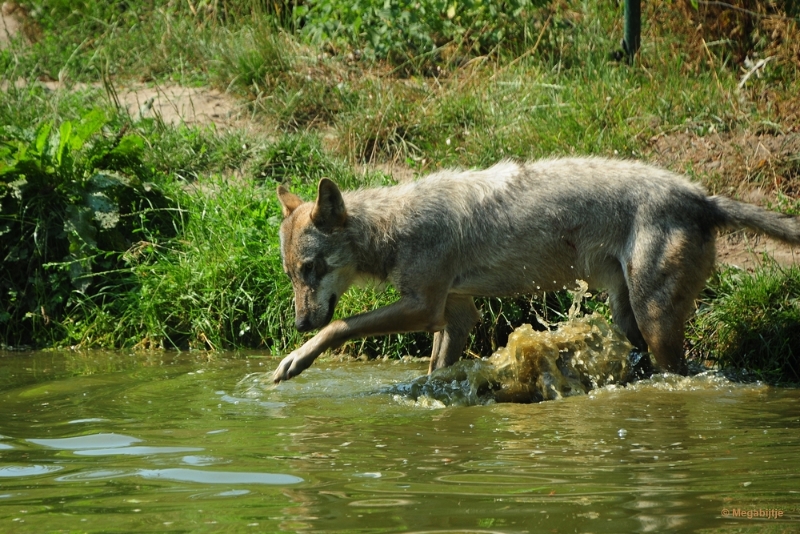 bdDSC_9983.JPG - Dierenrijk juli 2018