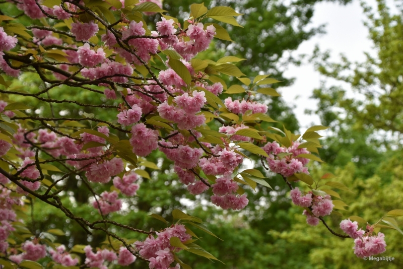 bdDSC_8879.JPG - Japanse Tuinen 2018