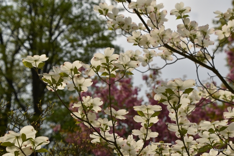 bdDSC_8914.JPG - Japanse Tuinen 2018