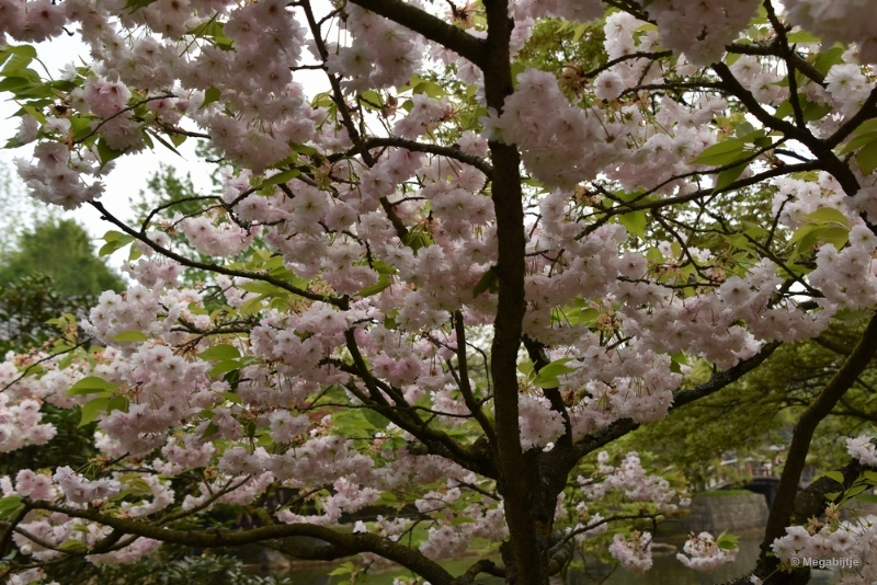 bdDSC_8930.JPG - Japanse Tuinen 2018