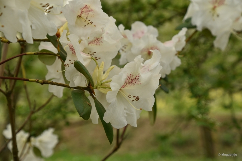 bdDSC_8948.JPG - Japanse Tuinen 2018