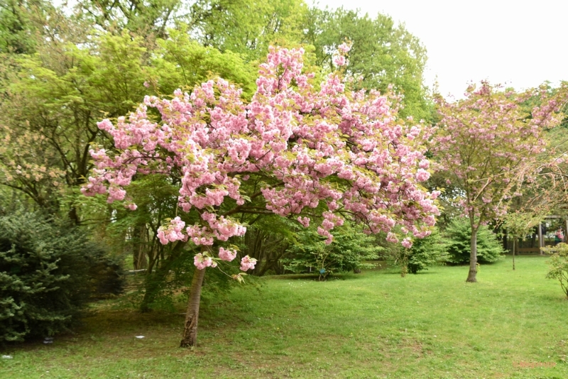 bdDSC_8968.JPG - Japanse Tuinen 2018