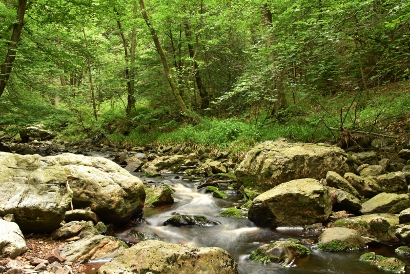 bdDSC_0371a.JPG - La Hoegne Ardennen