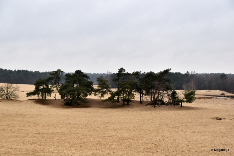 bdDSC_8134.JPG - Loonse en Drunense duinen 2018