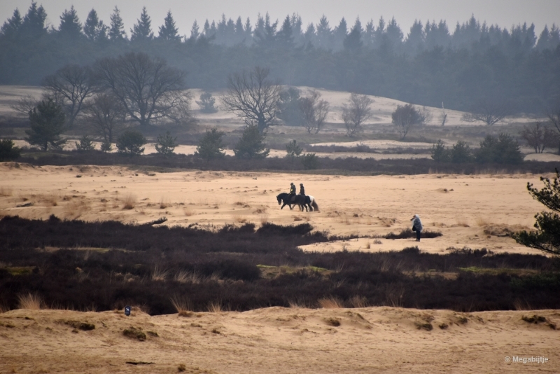 bdDSC_8138.JPG - Loonse en Drunense duinen 2018