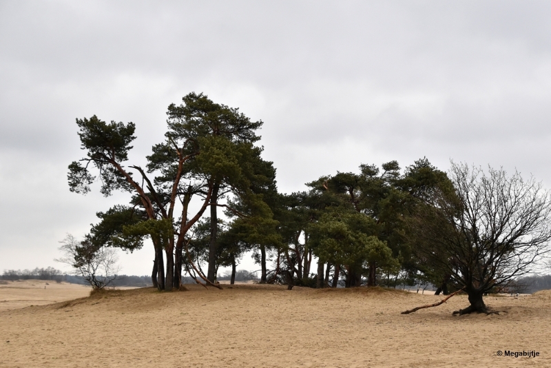 bdDSC_8177.JPG - Loonse en Drunense duinen 2018