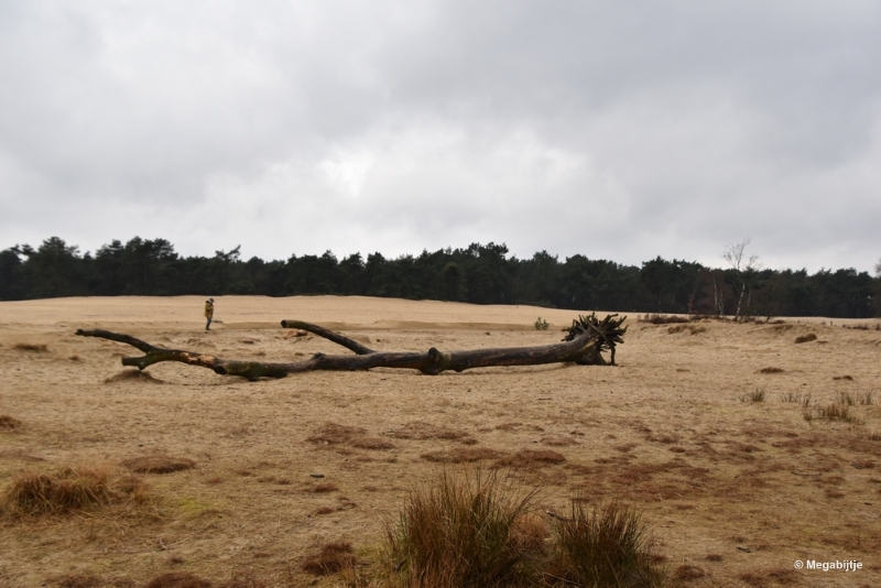 bdDSC_8205.JPG - Loonse en Drunense duinen 2018