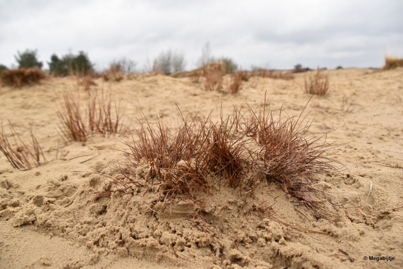 bdDSC_8209.JPG - Loonse en Drunense duinen 2018