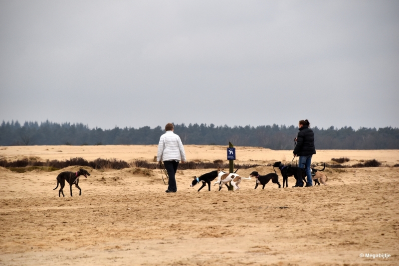 bdDSC_8210.JPG - Loonse en Drunense duinen 2018