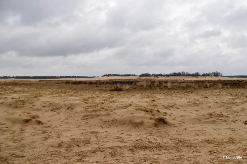 bdDSC_8214.JPG - Loonse en Drunense duinen 2018