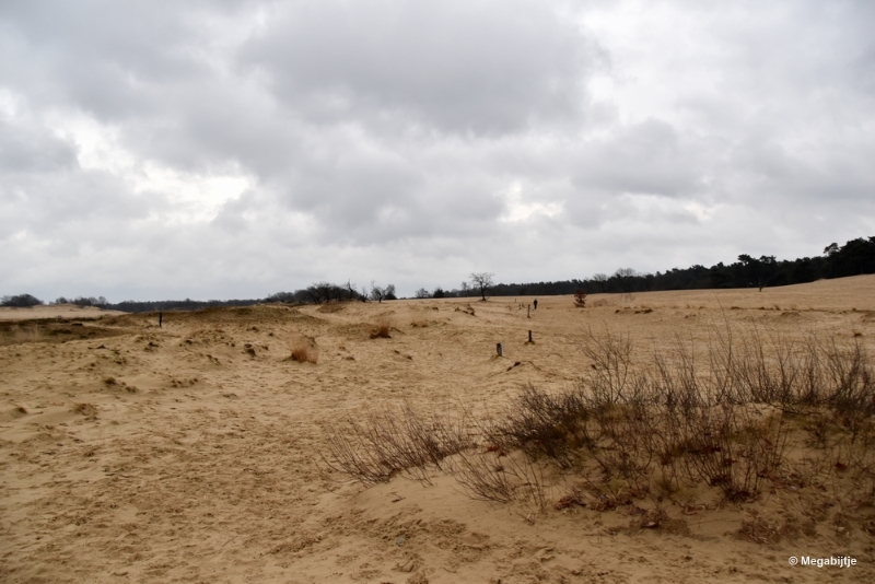 bdDSC_8216.JPG - Loonse en Drunense duinen 2018