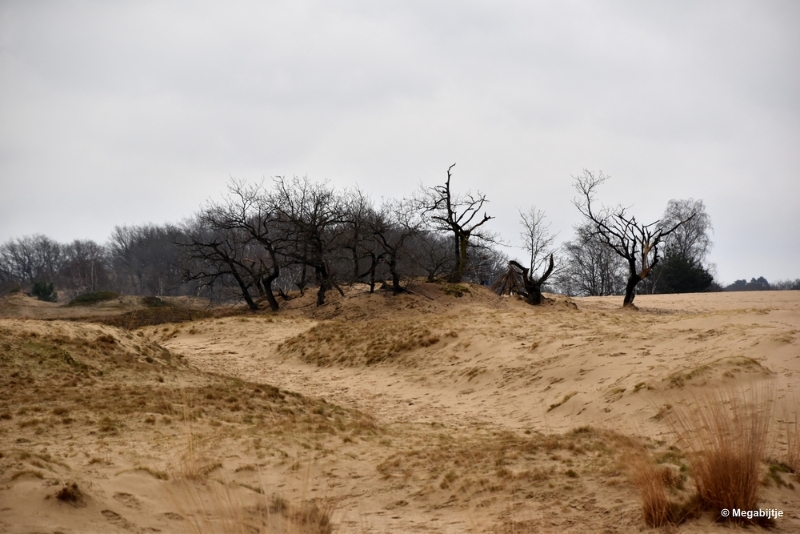 bdDSC_8217.JPG - Loonse en Drunense duinen 2018