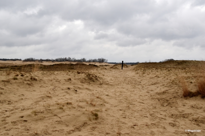 bdDSC_8219.JPG - Loonse en Drunense duinen 2018