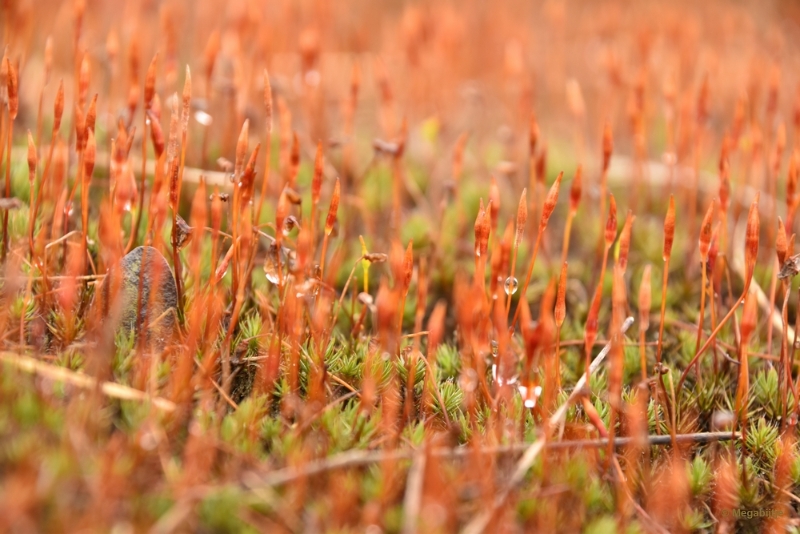 bdDSC_8229.JPG - Loonse en Drunense duinen 2018