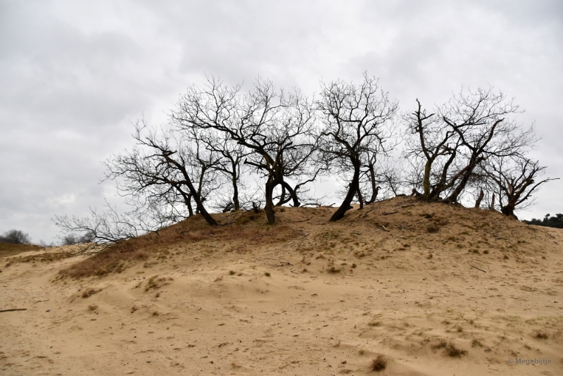 bdDSC_8232.JPG - Loonse en Drunense duinen 2018