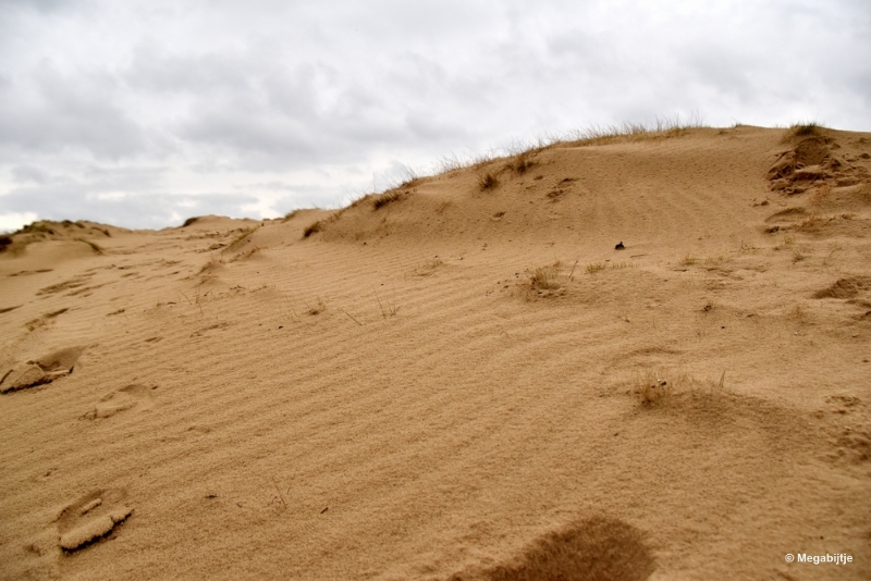 bdDSC_8235.JPG - Loonse en Drunense duinen 2018