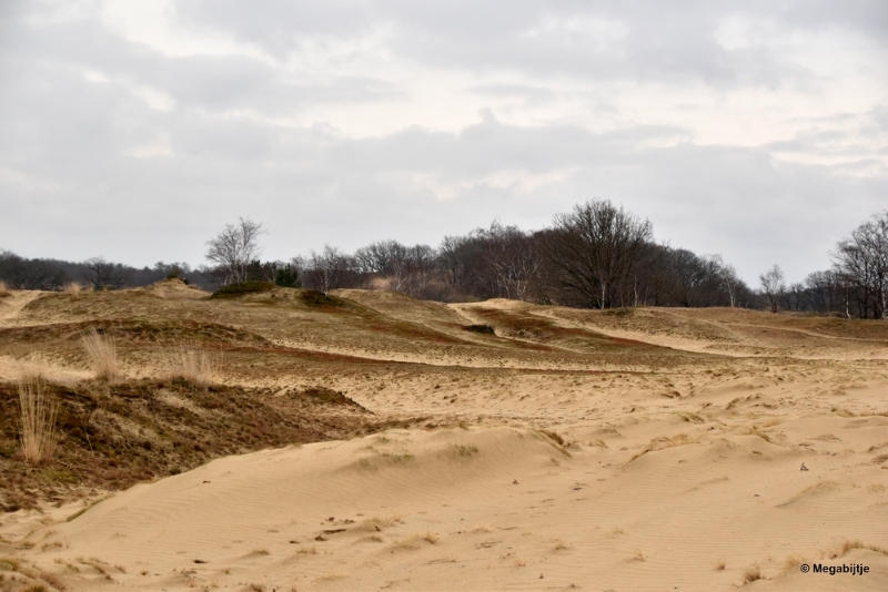 bdDSC_8241.JPG - Loonse en Drunense duinen 2018