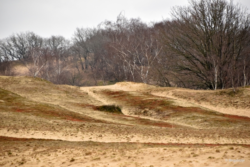 bdDSC_8242.JPG - Loonse en Drunense duinen 2018