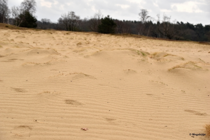 bdDSC_8245.JPG - Loonse en Drunense duinen 2018