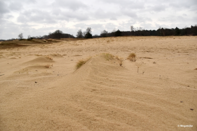 bdDSC_8246.JPG - Loonse en Drunense duinen 2018