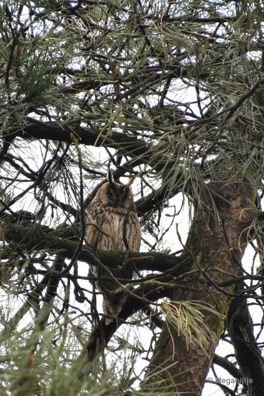 bduil.JPG - Loonse en Drunense duinen 2018