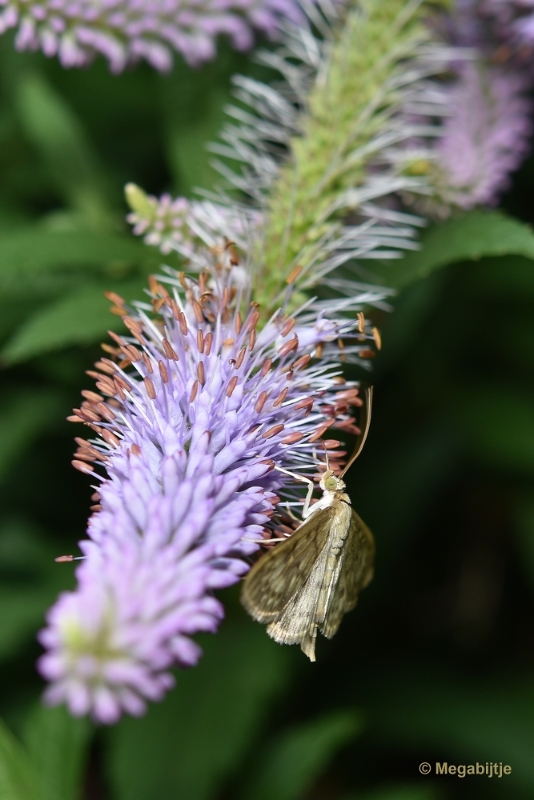 bdaDSC_1304.JPG - Arendsnest Lozen