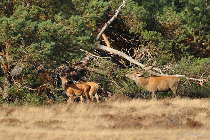 bdaDSC_1311.JPG - De Veluwe