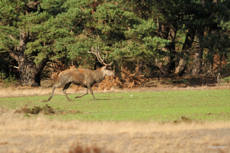 bdaDSC_1314.JPG - De Veluwe