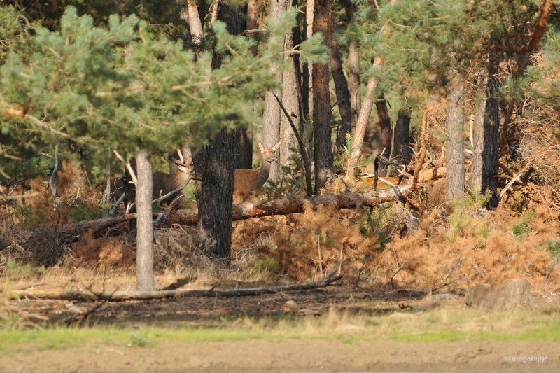 bdaDSC_1320.JPG - De Veluwe