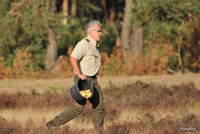 bdaDSC_1324.JPG - De Veluwe