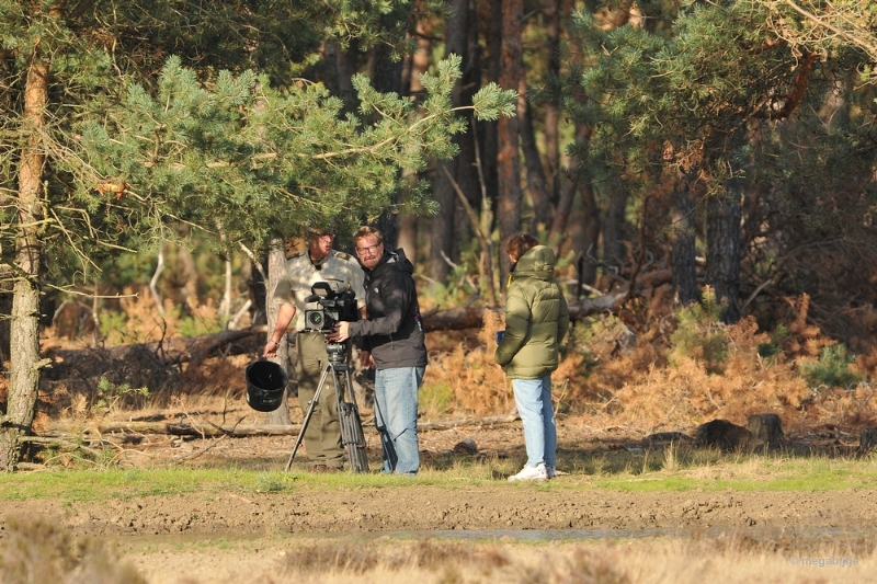 bdaDSC_1328.JPG - De Veluwe