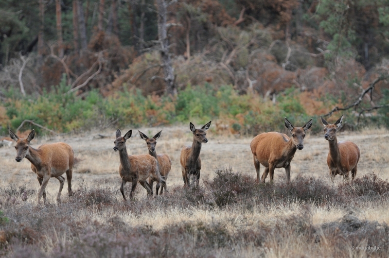 bdaDSC_1336.JPG - De Veluwe