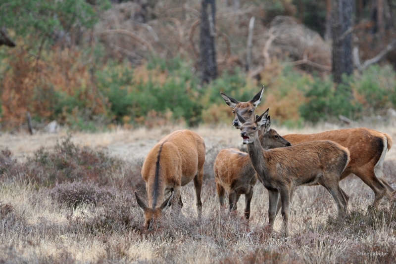 bdaDSC_1343.JPG - De Veluwe