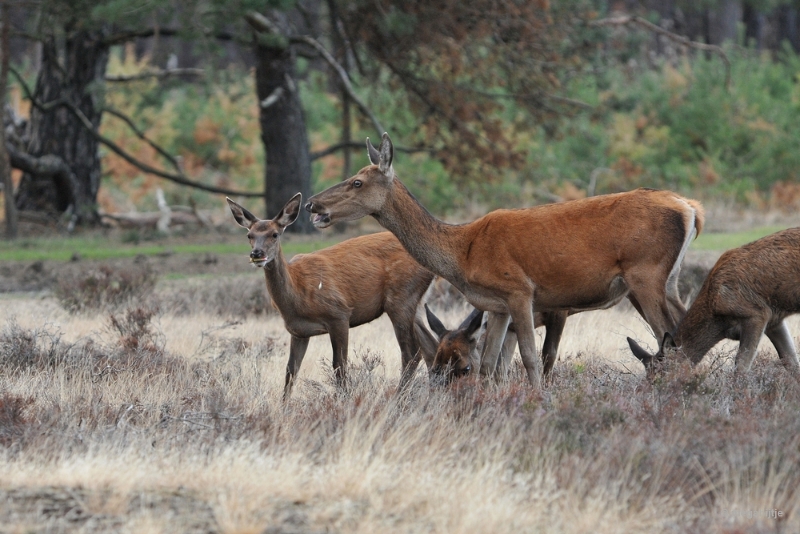 bdaDSC_1353.JPG - De Veluwe